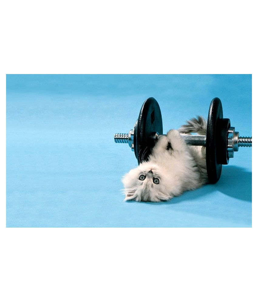 Printhike Glossy Fabric Cat With dumbbell Funny Wall Sticker available at snapdeal for Rs.148