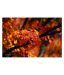 Artjini Blossom III Painting