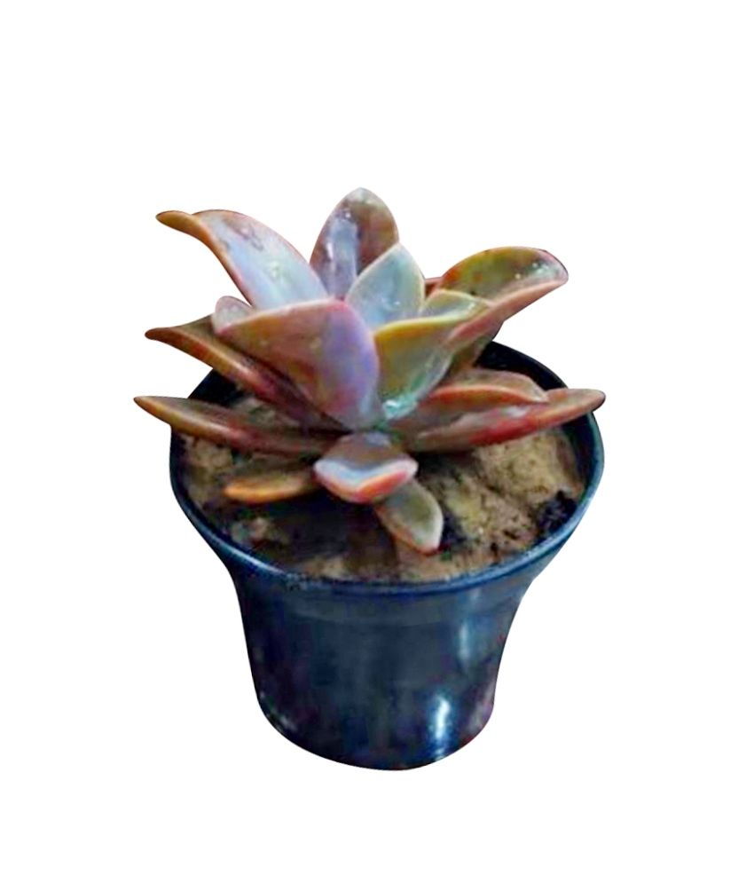 Download Succulents India Plants Matte Plant with Pot Plants and ... Yellowimages Mockups