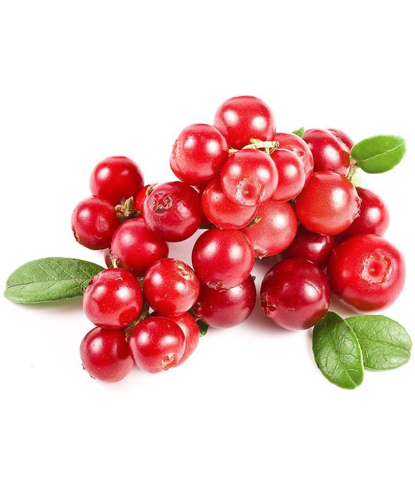 National Gardens Cranberry Fruit Seeds available at SnapDeal for Rs.105