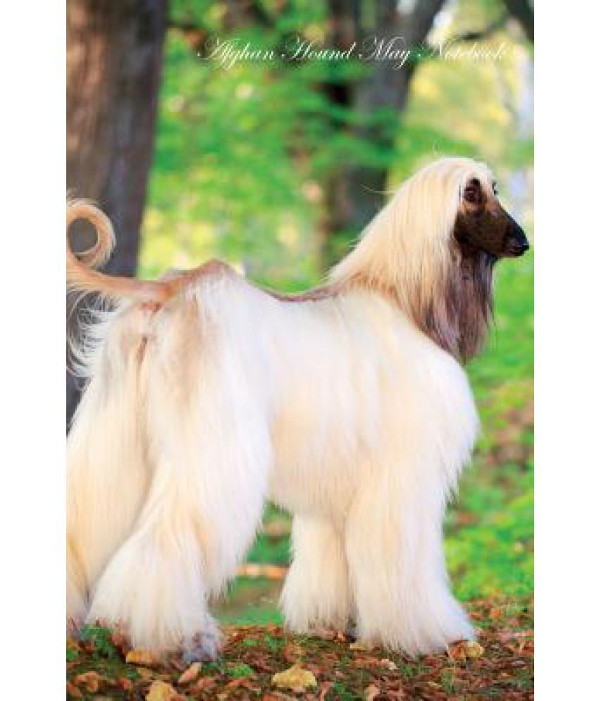 Afghan Hound May Notebook Afghan Hound Record, Log, diary, Special Memories, To Do List, Academic Notepad, Scrapbook & More available at snapdeal for Rs.7