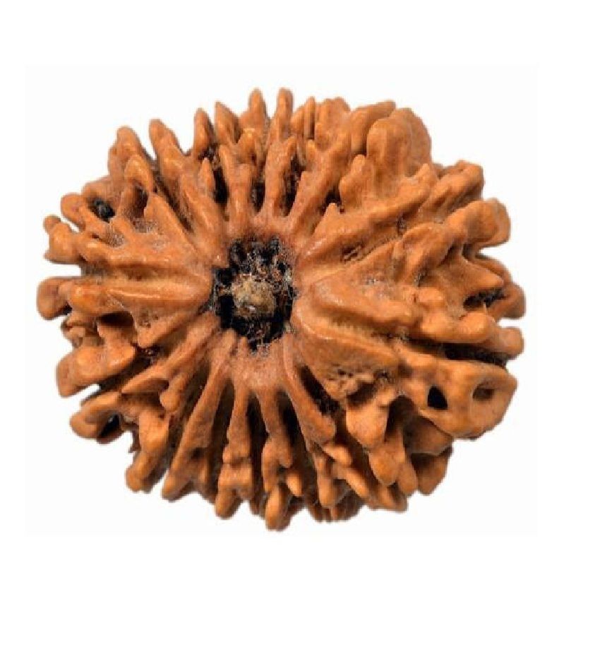 Natural Mukhi Rudraksha Beads Lab Certified Real Shiv Shakti Beads