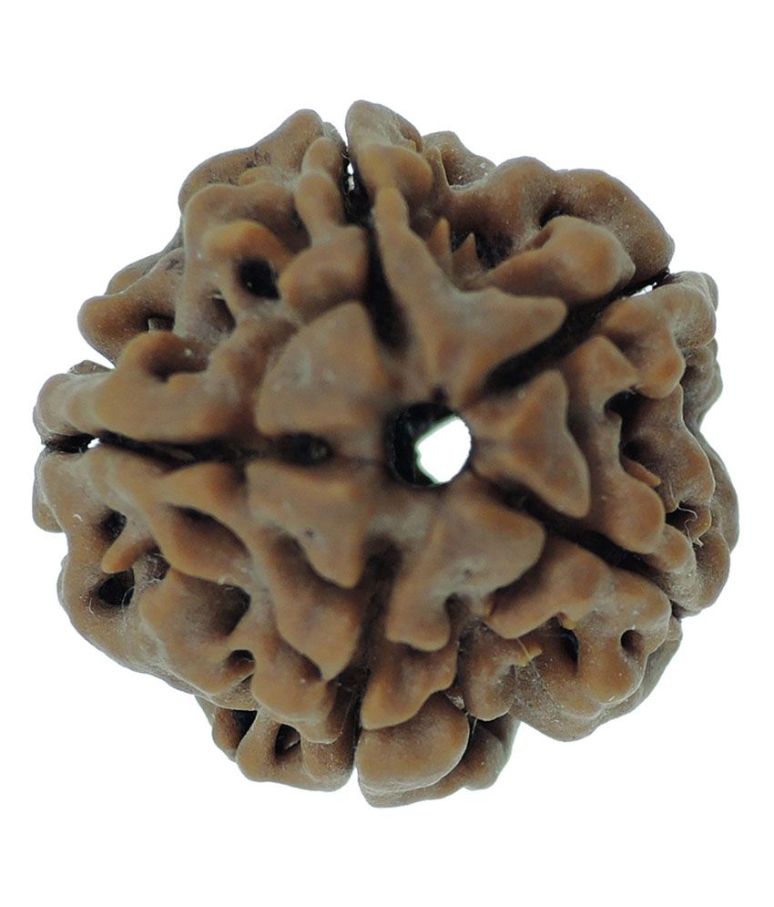     			Rashi Ratan Bhagya Natural Rudraksha 5 Mukhi - Nepal