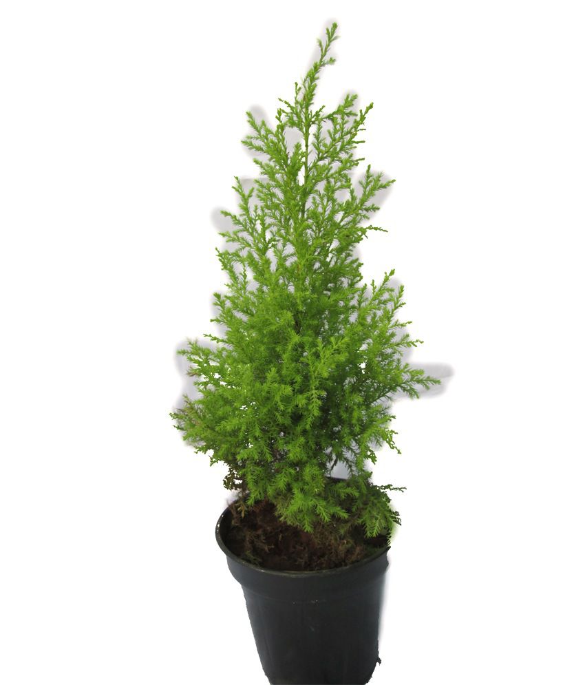 A' Bonsai Golden Juniperus Christmas Tree Small Live Plant: Buy A' Bonsai Golden Juniperus ...