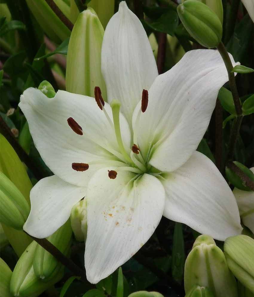 Nurturing Green Lilium Asiatic Flower Bulbs (white): Buy Nurturing ...