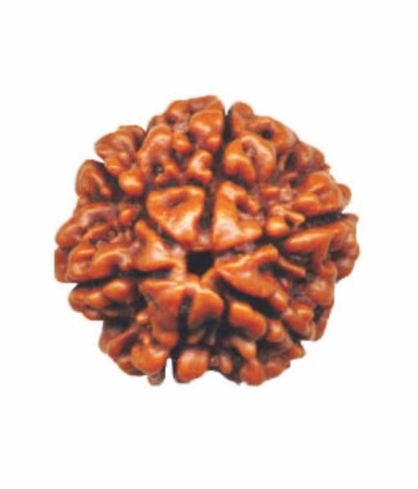     			Rudralay Brown Six Mukhi Certified Rudraksha Fengshui