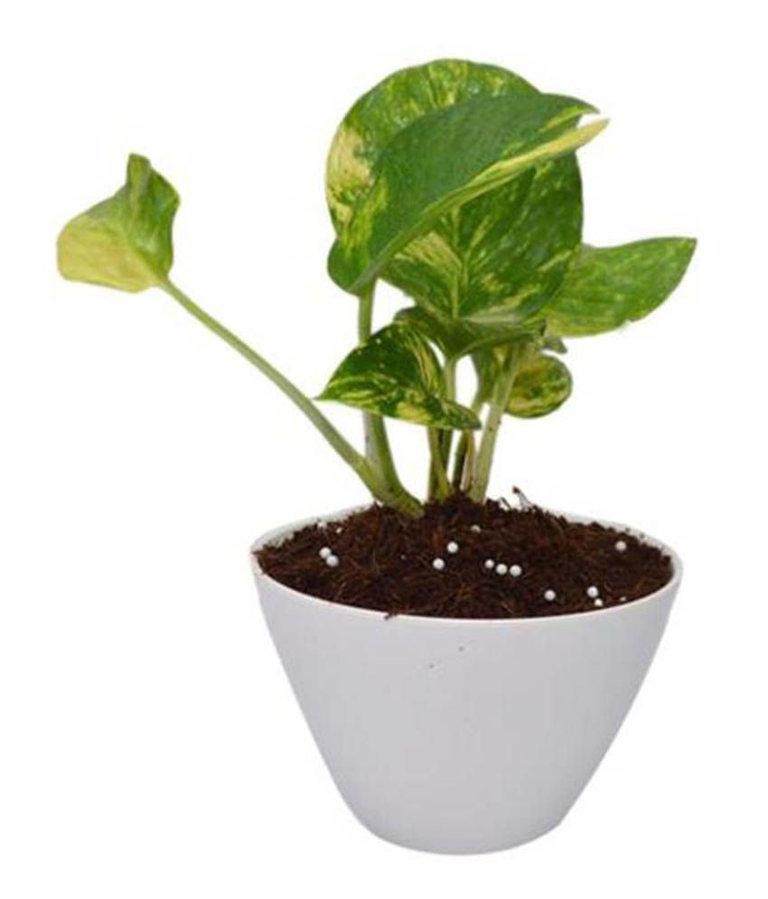 Where to buy pothos plant near me information