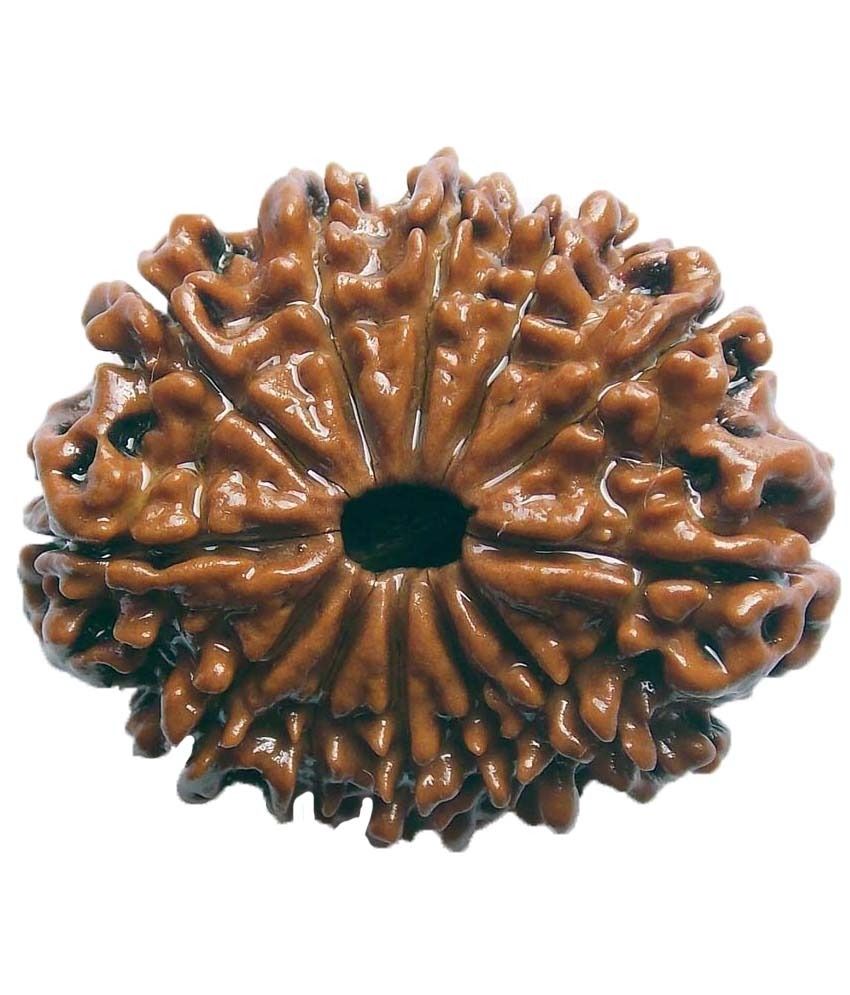     			Rudra Gems Igl Certified 12 Mukhi Nepal Rudraksha - 26.11mm