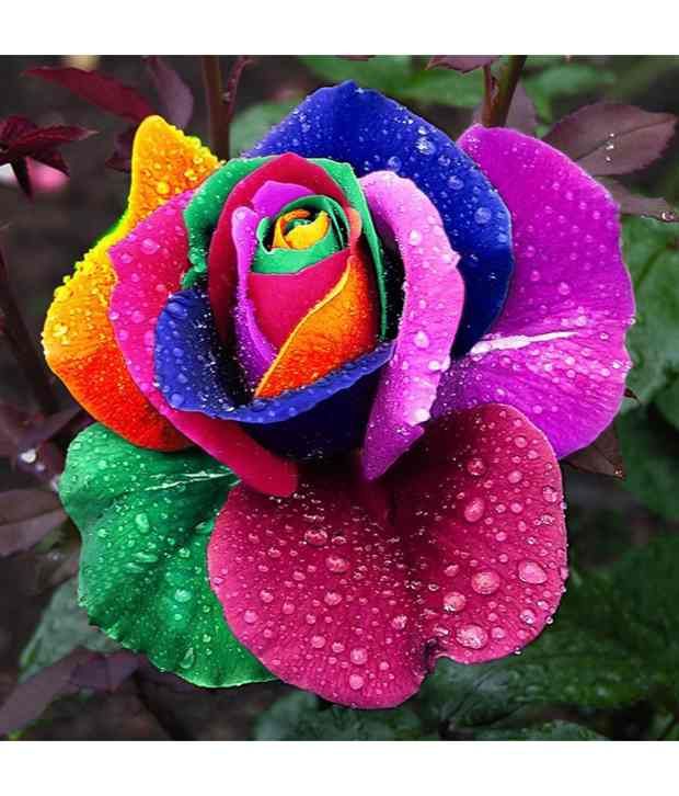 Neha Beautiful Rainbow Rose Multi colored Rose Flower 25 ...