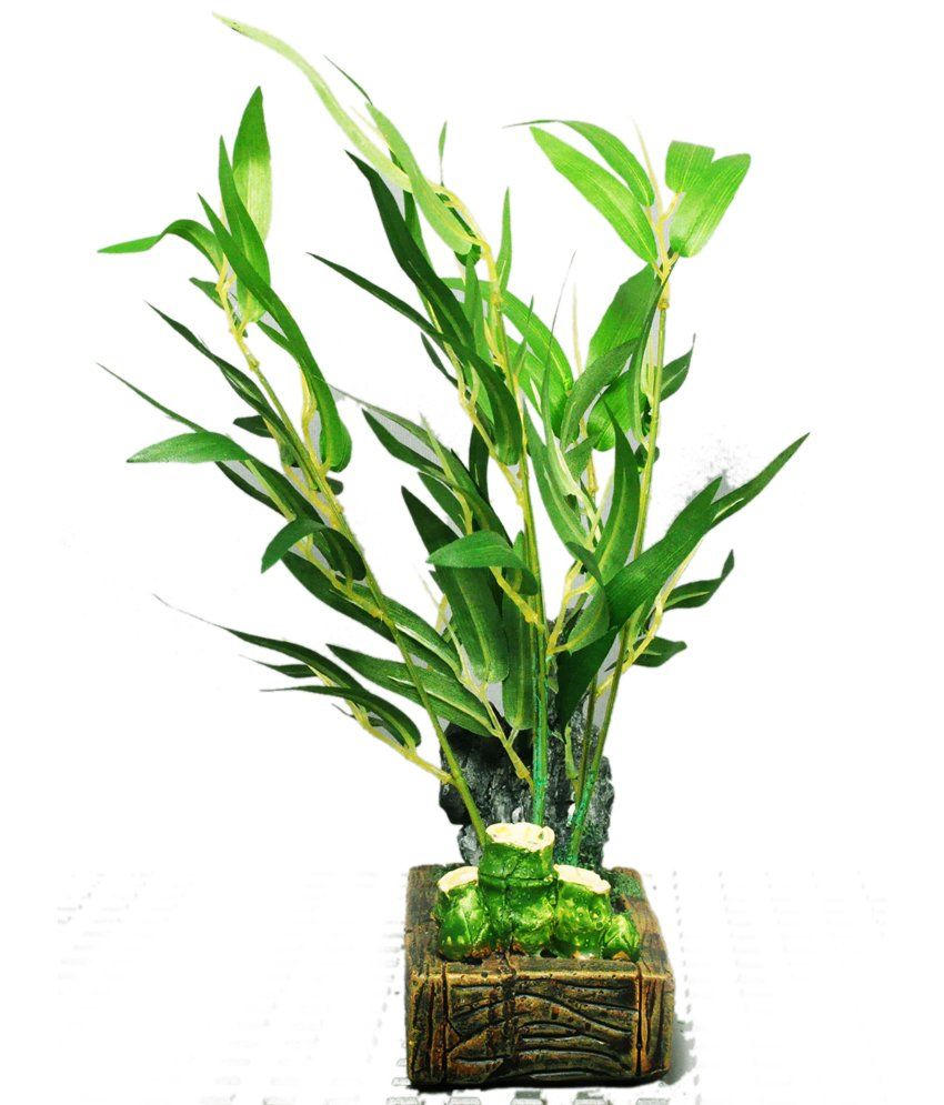 Bamboo Bonsai Buy Bamboo Bonsai at Best Price in India on Snapdeal