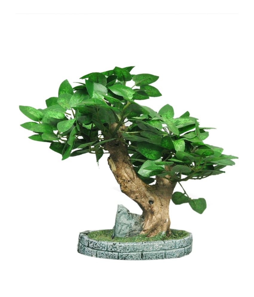 Bonsai In Stone Vase Buy Bonsai In Stone Vase At Best Price In India On Snapdeal