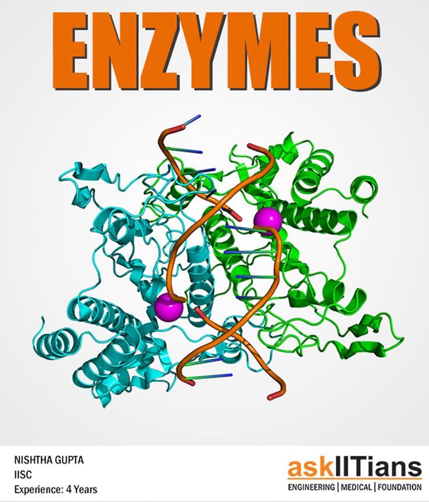 coursework on enzymes coursework on enzymes