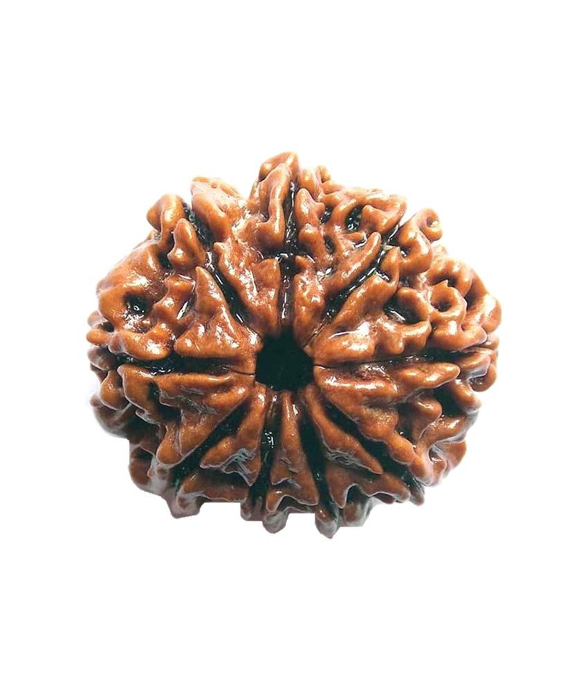     			Goyal Brown 7 Mukhi Rudraksh