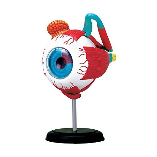 4D Anatomy Eyeball Model by Tedco Toys Buy 4D Anatomy Eyeball Model