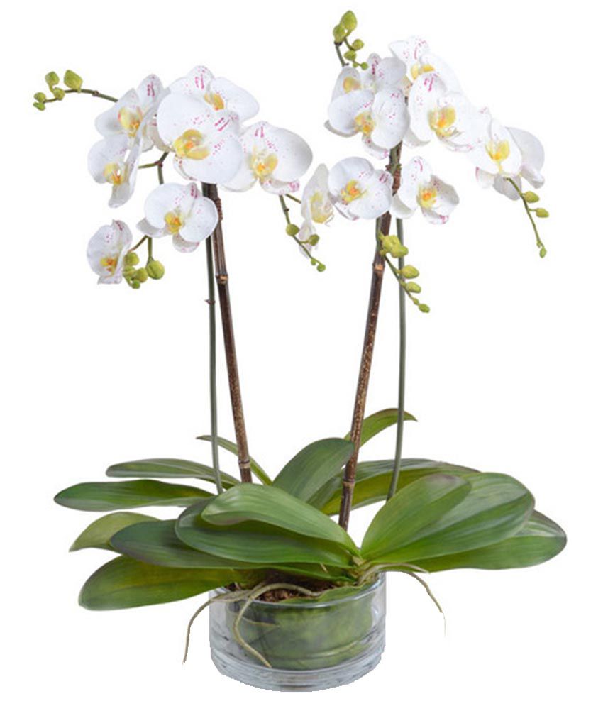 Mpro-Tech Mixed Colour Phalaenopsis Butterfly Orchid Seed: Buy Mpro ...