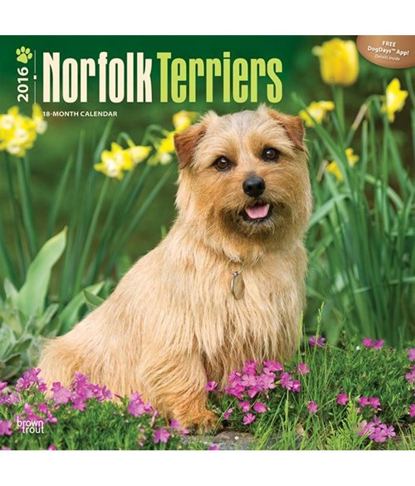 Norfolk Terriers 16 Wall Buy Norfolk Terriers 16 Wall Online At Low Price In India On Snapdeal