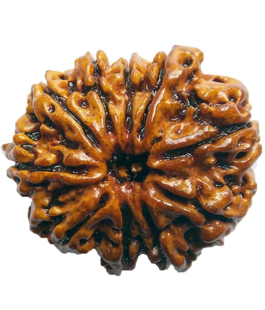     			Shopoj Ceritfied 10 Mukhi Nepal Rudraksha -brown