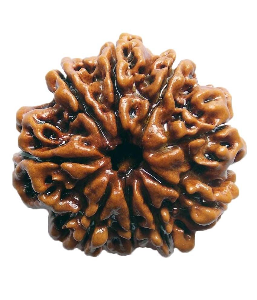     			Shopoj Ceritfied 9 Mukhi Nepal Rudraksha -brown