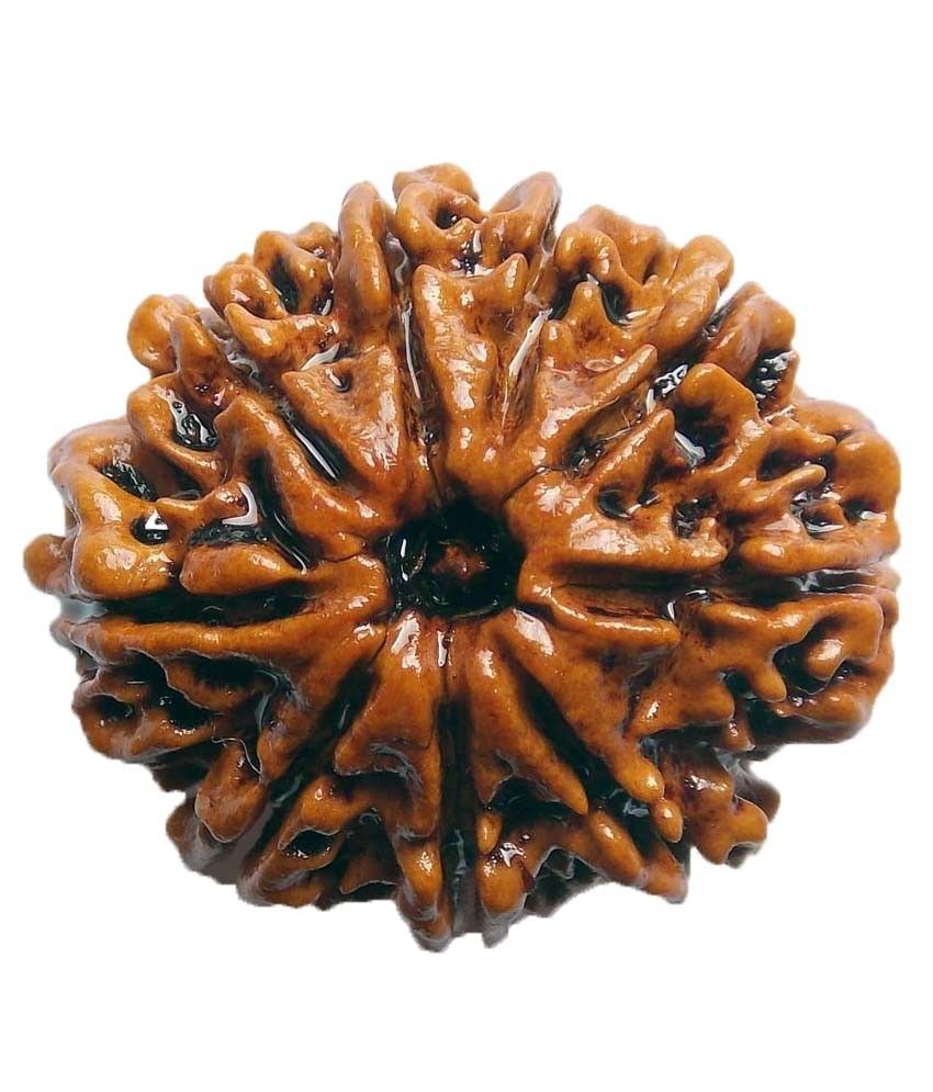     			Shopoj Ceritfied 9 Mukhi Nepal Rudraksha -brown