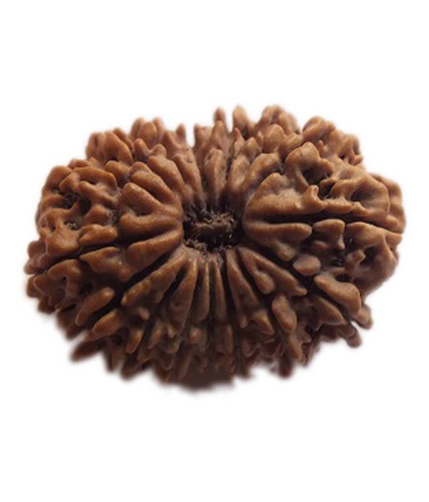     			Shopoj Certified 14 Mukhi Rudraksha Nepal Best Quality - Brown