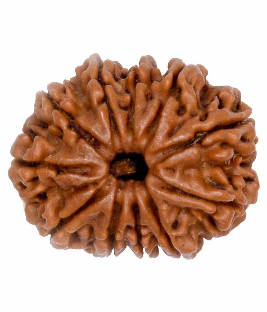     			Shopoj Certified Natural 11 Mukhi Rudraks Ha Bead 22mm - Brown