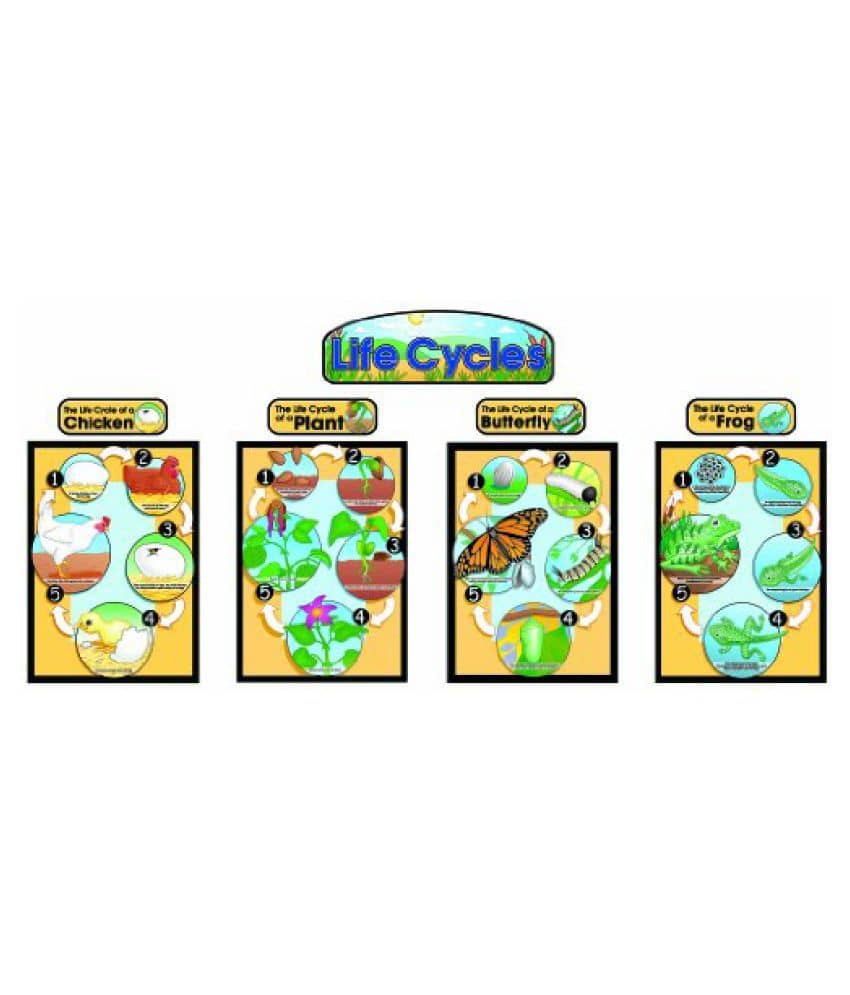 Carson Dellosa Life Cycles Bulletin Board Set (3425) - Buy Carson ...