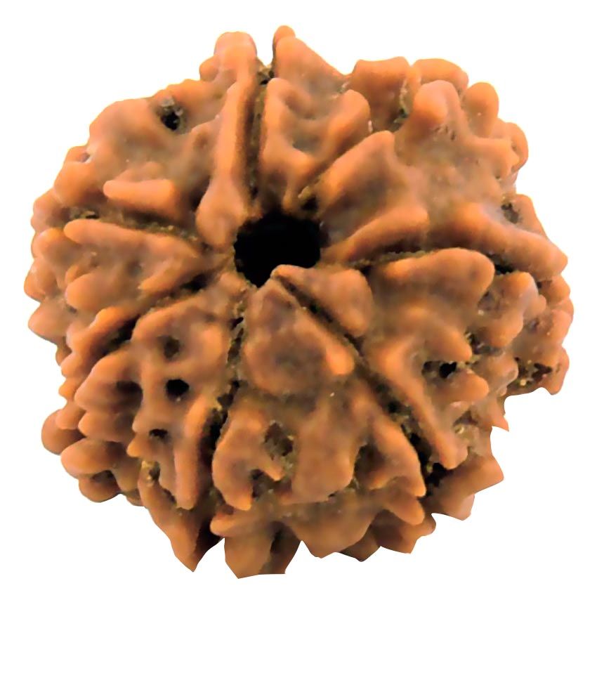     			Royal Nautical Mart Rudraksha Pack of 5