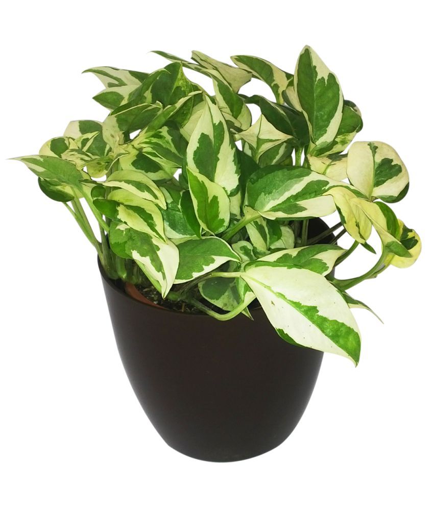 GreenLands Money Plant Indoor Indoor Plant Buy GreenLands Money Plant greenlands-money-plant-indoor-indoor-plant-buy-greenlands-money-plant