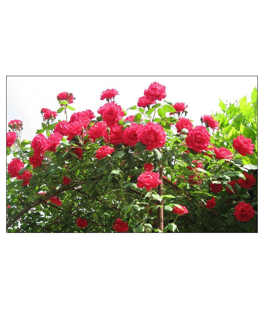 Futaba Climbing Red Rose Flower Seeds Buy Futaba Climbing Red Rose