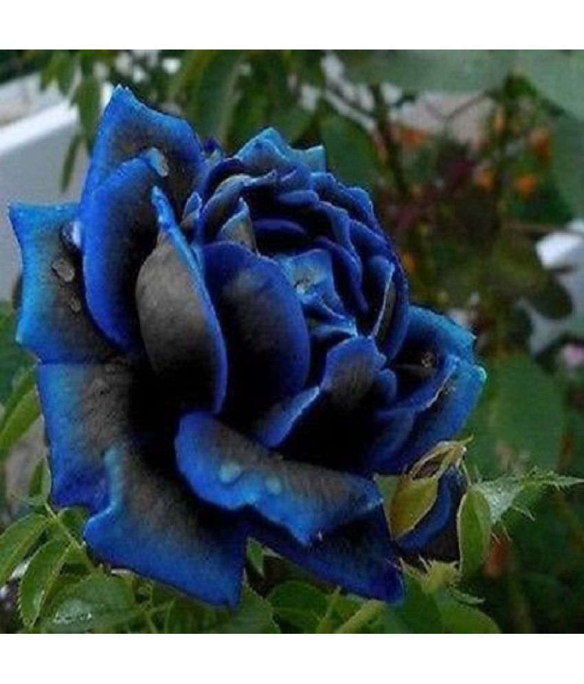 Futaba Midnight Rose Flower Seed Flower Seeds Buy Futaba 