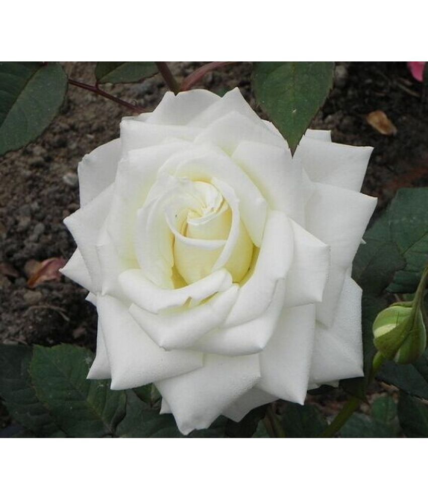 Futaba White Rose Seeds Flower Seeds Buy Futaba White Rose Seeds