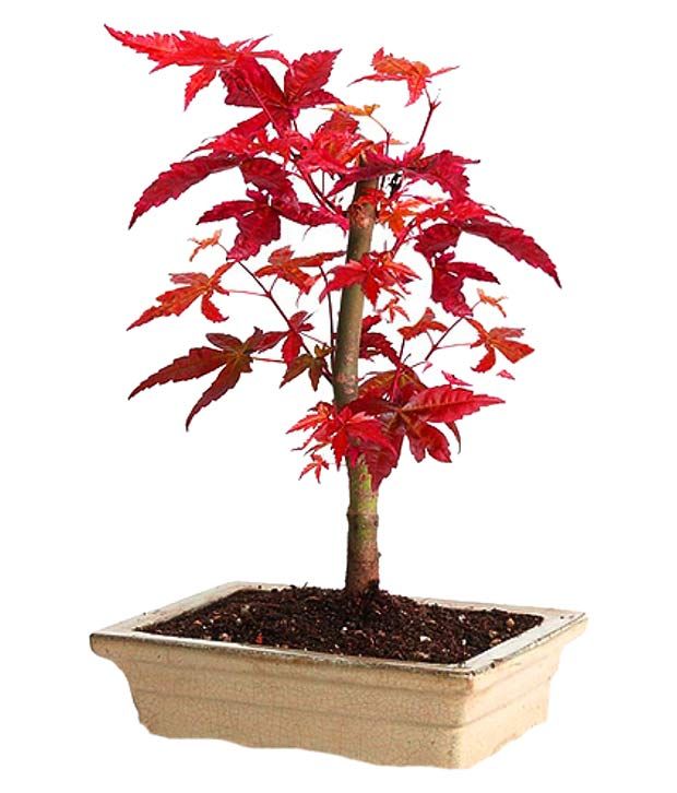 Futaba Canada Mini Red Maple Seeds Flower Seeds Buy Futaba Canada