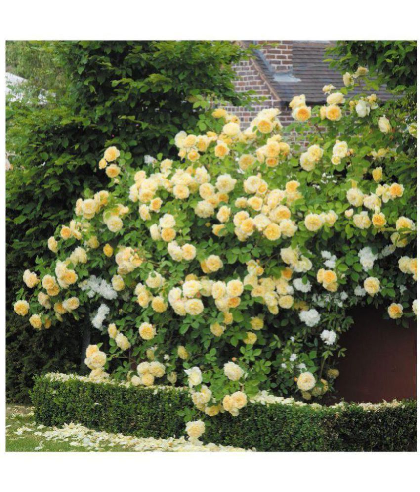 E Garden Yellow Climbing Rose Flower Seeds Buy E Garden Yellow
