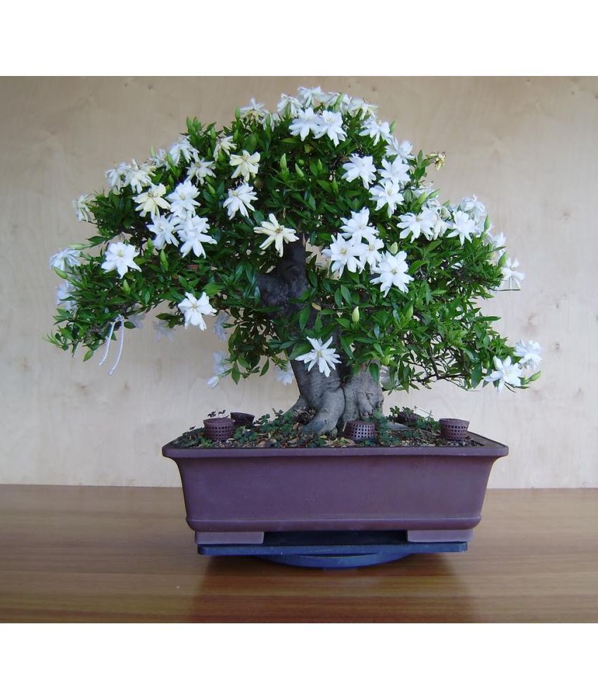 Cây bonsai cảnh Hoa nhài (Jasminum sambac)