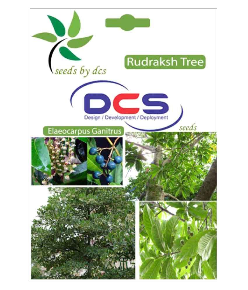 DCS Tree Seeds Buy DCS Tree Seeds Online at Low Price Snapdeal