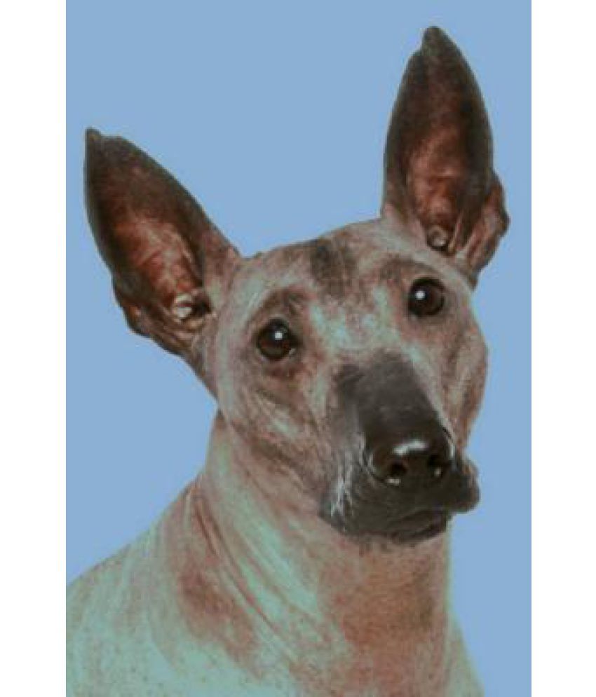 xoloitzcuintli price