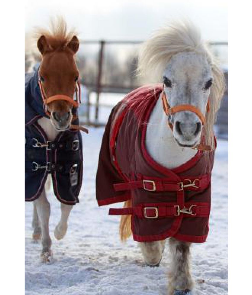 Miniature Horses in Warm Blankets Winter Journal Buy Miniature Horses in Warm Blankets Winter