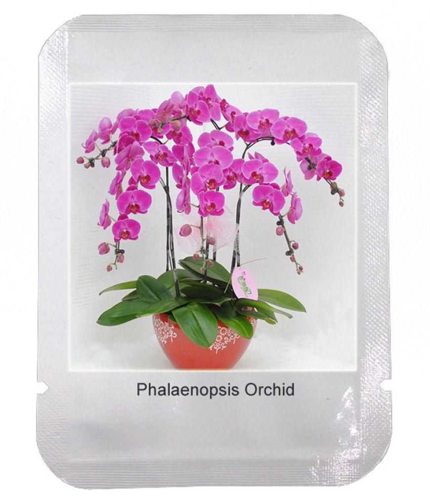 GEOPONICS 100 Pcs Dendrobium Seeds Potted Seed in Bonsai Rare Orchid Seeds The Budding Rate 95% Mixed Colors 12 
