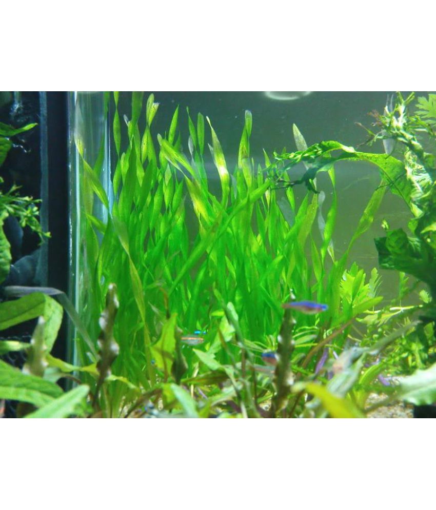 Tape Grass Aquatic Plant seeds Buy Tape Grass Aquatic Plant seeds