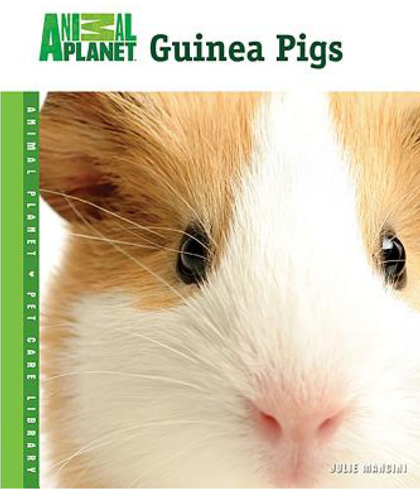 Guinea pig stream