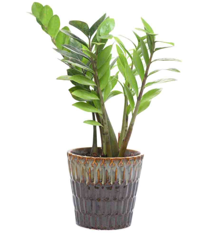 Green Indoor Plants : Life As It Comes: Decorating with House Plants - International news · special student offer · latest trends & insights