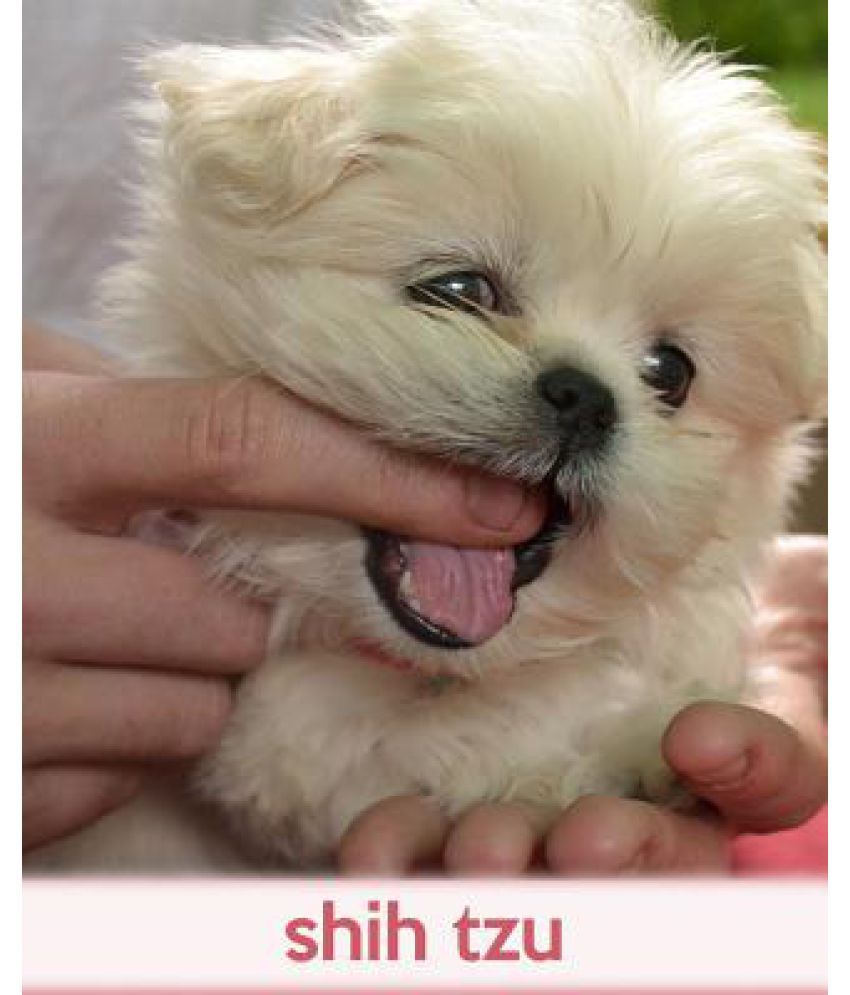 how much is a shih tzu puppy in india