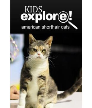 American Shorthair Cat Kids Explore Buy American Shorthair Cat