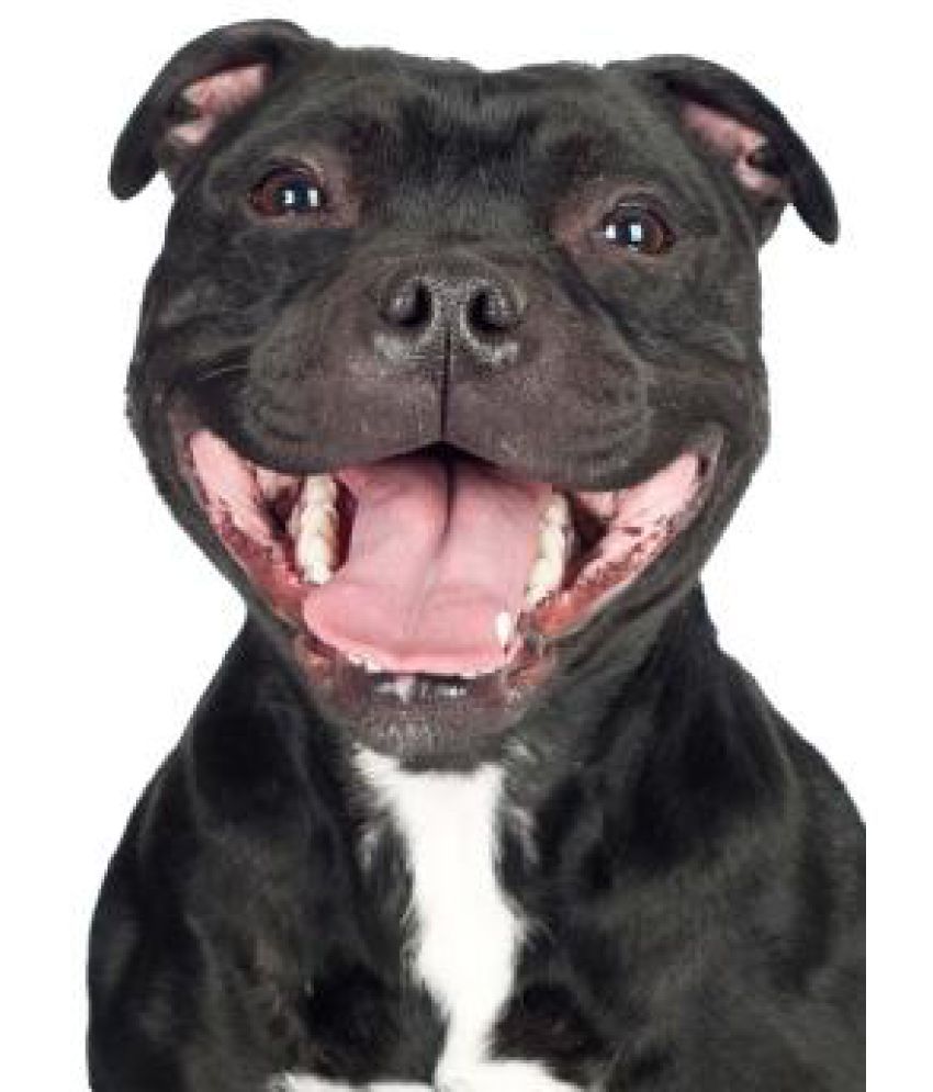smiling staffordshire bull terrier