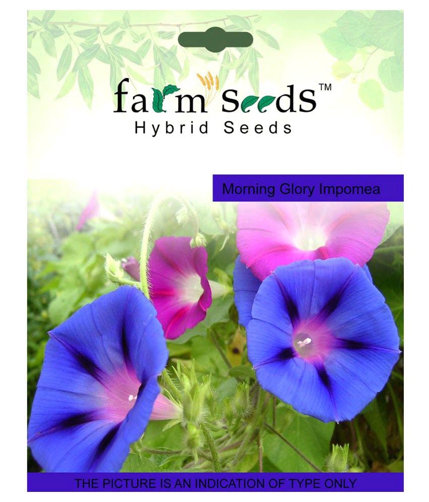 Farm Seeds Morning Glory 2 PKT Seeds Flower Seeds Buy Farm Seeds Morning Glory 2 PKT Seeds