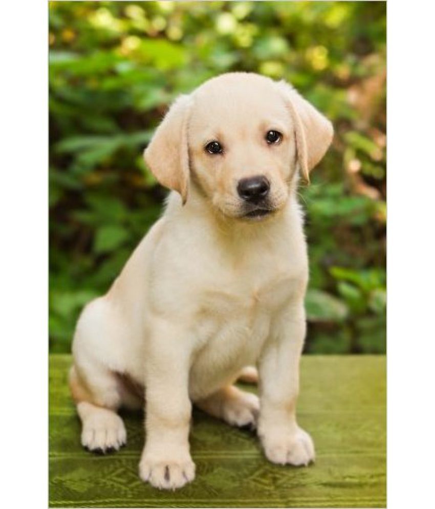 The Labrador Retriever Puppy Dog Journal: 150 page lined ...