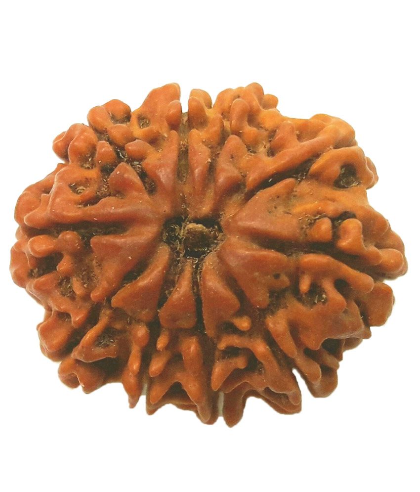     			10 Mukhi Rudraksha Round Rudraksha Bead (Lab Certified) natural Ten face rudraksh tested by authorized Gemmologist- GII, MUMBAI / Natural 10 mukhi Rudraksh / himalaya Rudtraksh / nepali rudraksh