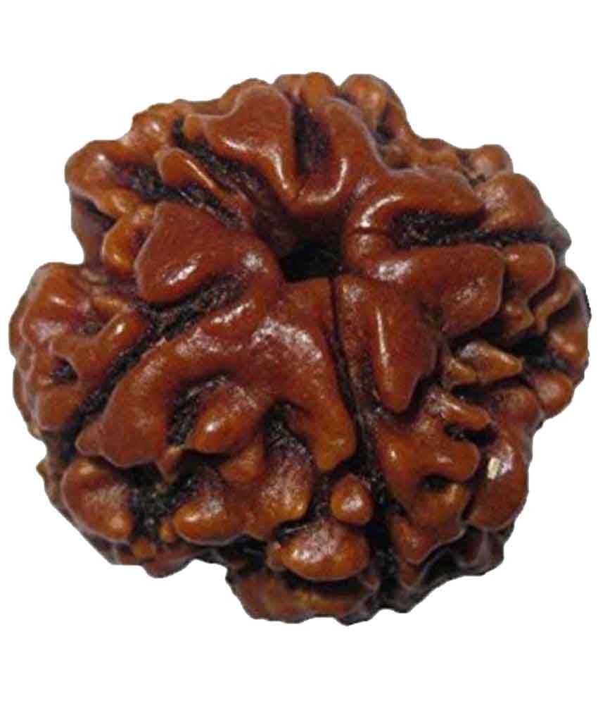     			Shivoham 4 Mukhi Rudraksha 4 Face Rudraksha