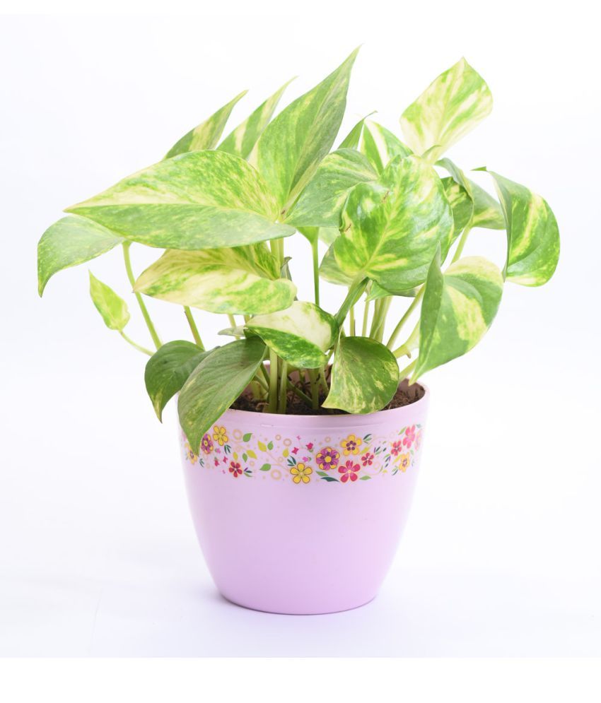 Sheel Greens Money Plant Indoor Plant Buy Sheel Greens
