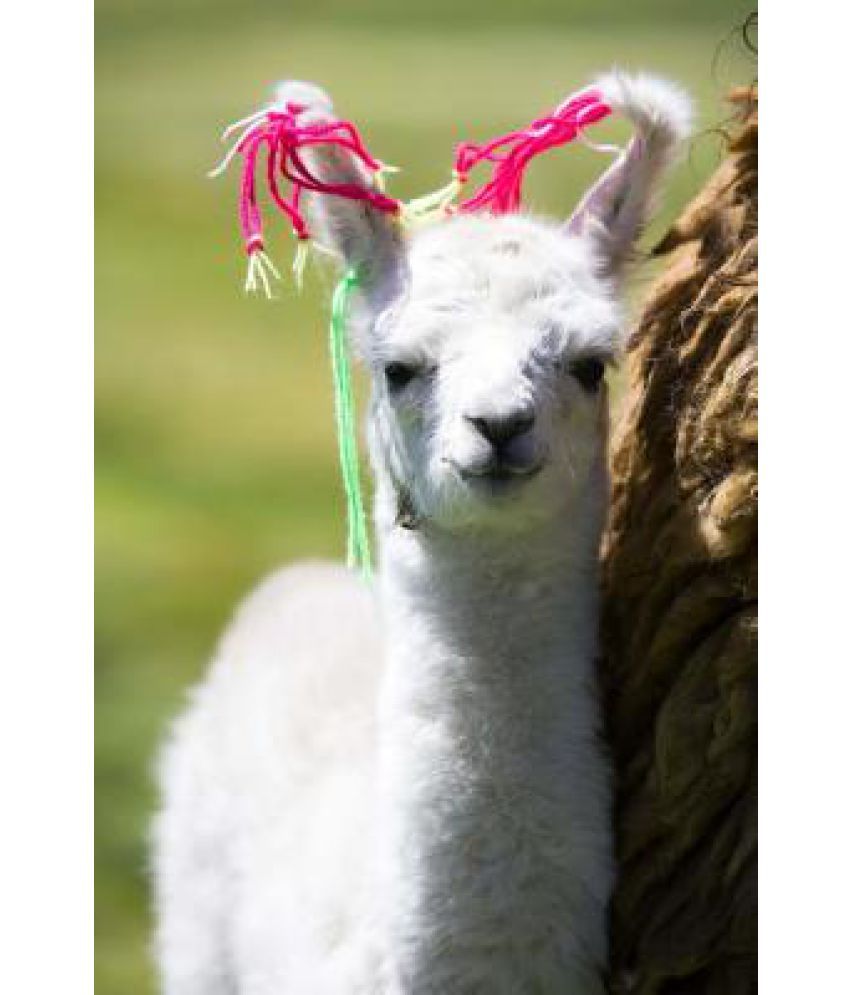 Adorable White Baby Llama in Altiplano Bolivia Journal: Buy Adorable White Baby Llama in Altiplano Bolivia Journal Online at Low Price in India on Snapdeal Adorable White Baby Llama in Altiplano Bolivia Journal: Buy Adorable White Baby Llama in Altiplano Bolivia Journal Online at Low Price in India on Snapdeal